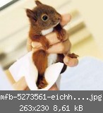 mfb-5273561-eichhoernchen-quer,templateId=renderScaled,property=Bild,width=263[1].jpg